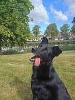 Rey zwarte mix retriever 5 jaar, Dieren en Toebehoren, Honden | Retrievers, Spaniëls en Waterhonden, Particulier, Rabiës (hondsdolheid)