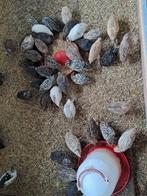 Japanse kwartels in diverse mooie kleuren. Alle leeftijden, Dieren en Toebehoren, Pluimvee, Meerdere dieren, Overige soorten