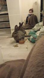 Grijze vlaamse reus, Dieren en Toebehoren, Konijnen, Mannelijk, Groot