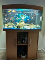 Aquarium met kast zonder vissen, Ophalen, Leeg aquarium