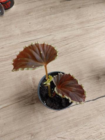 Begonia Darthvaderiana X Malachosticta  beschikbaar voor biedingen