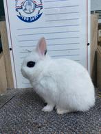 Jonge dwergkonijnen handtam, Dieren en Toebehoren, Konijnen, Meerdere dieren, Dwerg