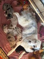 Australische herder x siberische huksy pups, Dieren en Toebehoren, Overige rassen, 8 tot 15 weken, Meerdere, Meerdere dieren