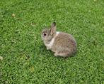 Jonge tamme konijntjes, superleuk sinterklaascadeau!, Dieren en Toebehoren, Konijnen, Meerdere dieren, Middelgroot, 0 tot 2 jaar