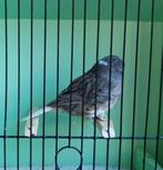 Gloster kanarie gladkop man 2025 blauw, Dieren en Toebehoren, Vogels | Kanaries, Mannelijk, Postuurkanarie
