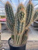 Cactus Pilosocereus gounellei var. Zehntneri   potmaat 27cm., Ophalen of Verzenden, Minder dan 100 cm, Bloeiende kamerplant, Volle zon