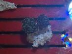 Euphylia koraal (zeewater), Dieren en Toebehoren, Overige typen