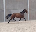 Gave 4jarige ruin, Dieren en Toebehoren, Paarden, Springpaard, Ruin, 3 tot 6 jaar, Onbeleerd