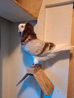 Te koop Oud Hollandse Kapucijnen, Dieren en Toebehoren, Meerdere dieren, Overige soorten