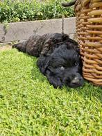 pups, Dieren en Toebehoren, 8 tot 15 weken, Groot, CDV (hondenziekte), Meerdere