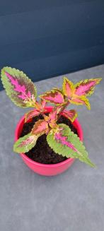 Coleus (siernetel) plant met opvallende bladeren., Ophalen, In pot