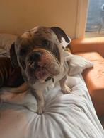 old english bulldog goede gezinnen reactie maar geen bod.., Reu, CDV (hondenziekte), 1 tot 2 jaar, Bulldog