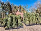 Klimop!! Hedera hibernica GOEDKOOP!! Vanaf €1,25 pst, Tuin en Terras, Ophalen of Verzenden, Bloeit niet, Klimplanten, Halfschaduw