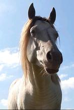 Quarter horse, Dieren en Toebehoren, Paarden, Hengst, 0 tot 2 jaar