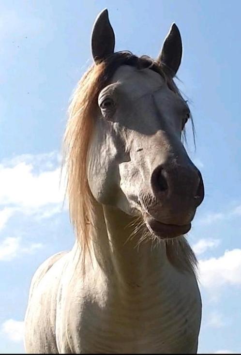 Quarter horse, Dieren en Toebehoren, Paarden, Hengst, 0 tot 2 jaar