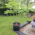 Juglans ailantifolia, Ophalen, Volle zon, Overige soorten