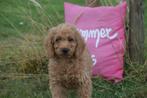Labradoodle pups, Dieren en Toebehoren, Honden | Niet-rashonden, België, 8 tot 15 weken, Meerdere, Meerdere dieren