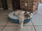 Ragdoll met stamboom, 2j oud, gesteriliseerd, gechipt, Dieren en Toebehoren, Katten en Kittens | Raskatten | Langhaar, Poes, Gechipt