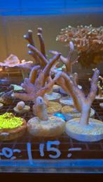 Stylopora koraal Zeewater aquarium, Dieren en Toebehoren, Overige typen, Zoutwatervis