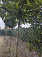 Dakplataan - Prachtige Schaduwboom, Tuin en Terras, Ophalen of Verzenden, Bloeit niet, Volle zon, Overige soorten
