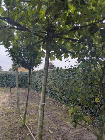 Dakplataan - Prachtige Schaduwboom beschikbaar voor biedingen