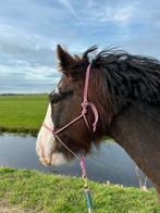 Verzorger gezocht/verzorgpaard aangeboden, Dieren en Toebehoren, Ophalen, Nieuw