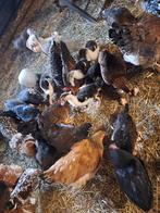 Jonge leghennen zitten tegen de leg aan verschillende soorte, Vrouwelijk, Kip