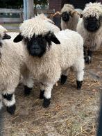 Walliser Schwarznase ooilam, Vrouwelijk, Schaap