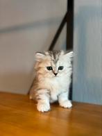 British korthaar ( midden ) vrouwtje, Dieren en Toebehoren, Katten en Kittens | Raskatten | Korthaar, Poes, 0 tot 2 jaar