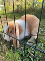 Raszuivere Nederlandse Hangoordwerg konijnen, Dieren en Toebehoren
