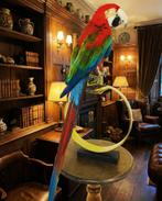 Prachtige oogezette groenvleugel ara taxidermie, Ophalen of Verzenden