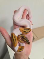 Piebald Leopard Orangedream Pastel(poss YB) 100%Hypo/Ghost, Slang, 0 tot 2 jaar