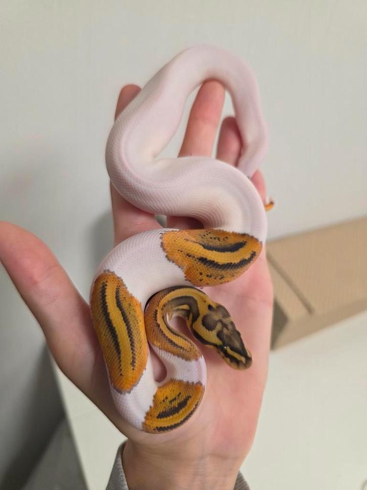 Piebald Leopard Orangedream Pastel(poss YB) 100%Hypo/Ghost, Dieren en Toebehoren, Reptielen en Amfibieën, Slang, 0 tot 2 jaar