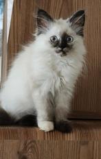 Siberische Poesje Beschikbaar 1100E, Dieren en Toebehoren, Katten en Kittens | Raskatten | Langhaar, Poes, Gechipt, 0 tot 2 jaar