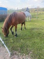Biologische paardenmest gratis Elst, Ophalen of Verzenden
