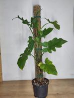 Syngonium steyermarkii op mospaal (1m), Ophalen, Halfschaduw