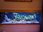 Aquarium 160 x 60 50 cm, Dieren en Toebehoren, Vissen | Aquaria en Toebehoren, Ophalen, Gevuld zoetwateraquarium