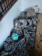 Welsh cardigan corgi pups, Dieren en Toebehoren, Meerdere dieren