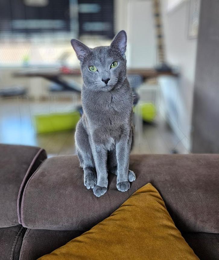 Dekkater Blauwe Rus met stamboom (NIET TE KOOP), Dieren en Toebehoren, Katten en Kittens | Raskatten | Korthaar, Kater, 0 tot 2 jaar