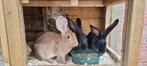 Vlaamse reus mannetjes en vrouwtjes, Dieren en Toebehoren, Meerdere dieren, Groot