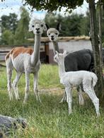 Bonte alpaca merrie stamboek en wit hengsveulen aan de voet, Augustus, Meerdere dieren