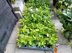 Planten verschillende 6 groot 36 kleine mag uit zoeken, Tuin en Terras, Planten | Tuinplanten, Ophalen, Overige soorten, Volle zon