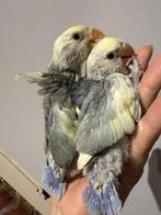 Lieve handtamme agapornissen, Meerdere dieren, Dwergpapegaai of Agapornis, Geringd