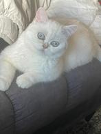 Lieve Britse korthaar kater – gevaccineerd & gecastreerd, Dieren en Toebehoren, 0 tot 2 jaar