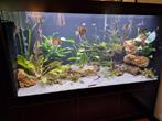 Maatwerk Aquarium L180xB55xH112 cm, Dieren en Toebehoren, Ophalen, Zo goed als nieuw, Leeg aquarium