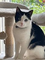 1 jarige lieve mooie kater, Dieren en Toebehoren, Katten en Kittens | Overige Katten, Kater, Kortharig, 0 tot 2 jaar