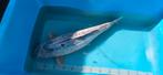 Leuke grote Shusui KOI 60cm+, Dieren en Toebehoren, Vissen | Vijvervissen, Karper of Koi