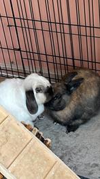 Binnen konijnen, Dieren en Toebehoren, Konijnen