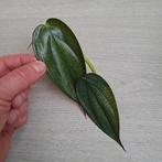 Philodendron Burle Marx Fantasy stek, Huis en Inrichting, Kamerplanten, Ophalen of Verzenden, Halfschaduw, Minder dan 100 cm