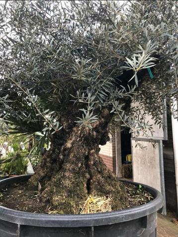 ❗️Actie❗️Tekoop olijfboom Olea europea. beschikbaar voor biedingen